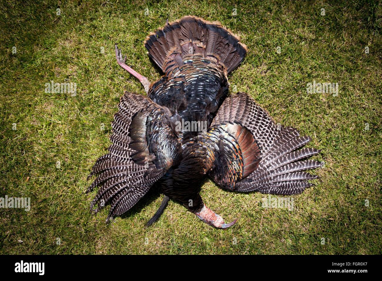 Successful hunt: Wild turkey spread out on the ground, in May 2015. Stock Photo