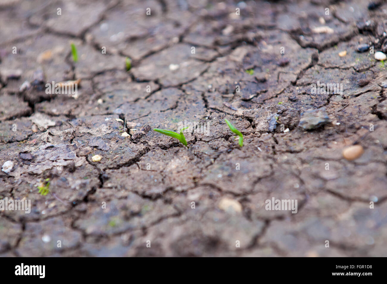 Tiny new plant growing from cracked dry earth in the forest Stock Photo