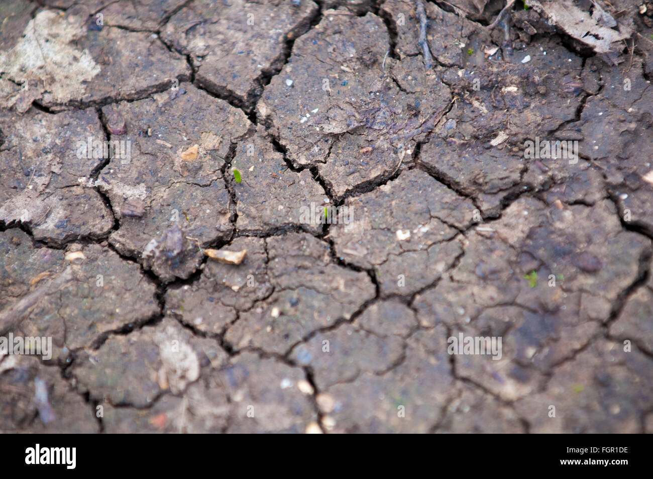 Tiny new plant growing from cracked dry earth in the forest Stock Photo