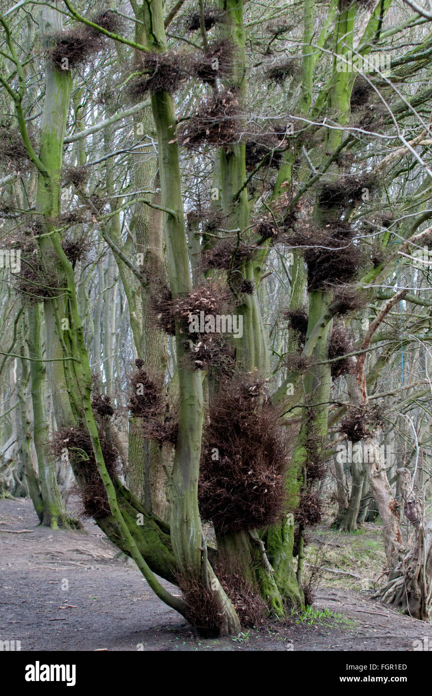 Many birds nests in a tall tree in woodland Stock Photo Alamy