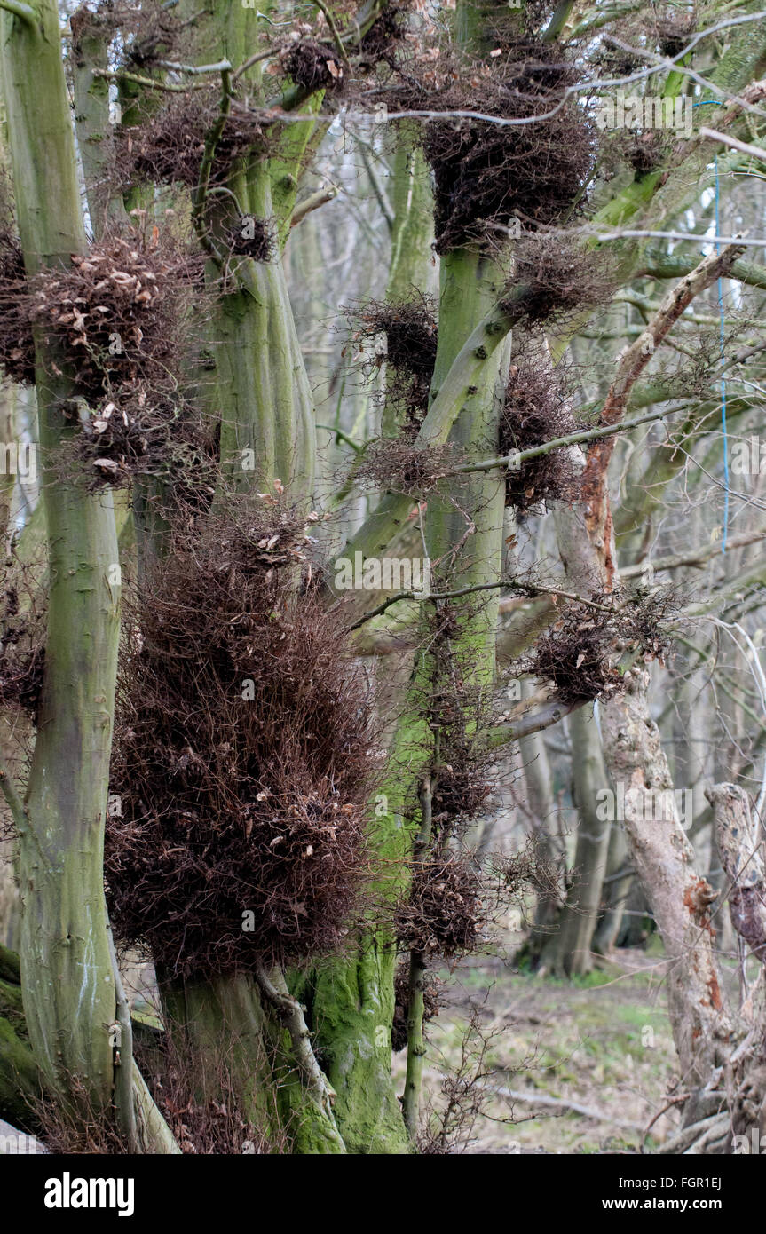 Many birds nests in a tall tree in woodland Stock Photo Alamy