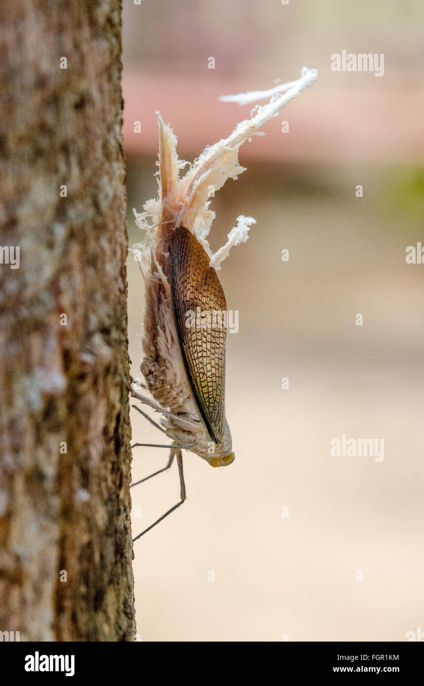 Scale Bug with decoy tail - bird grabs tail and leaves bug. Stock Photo
