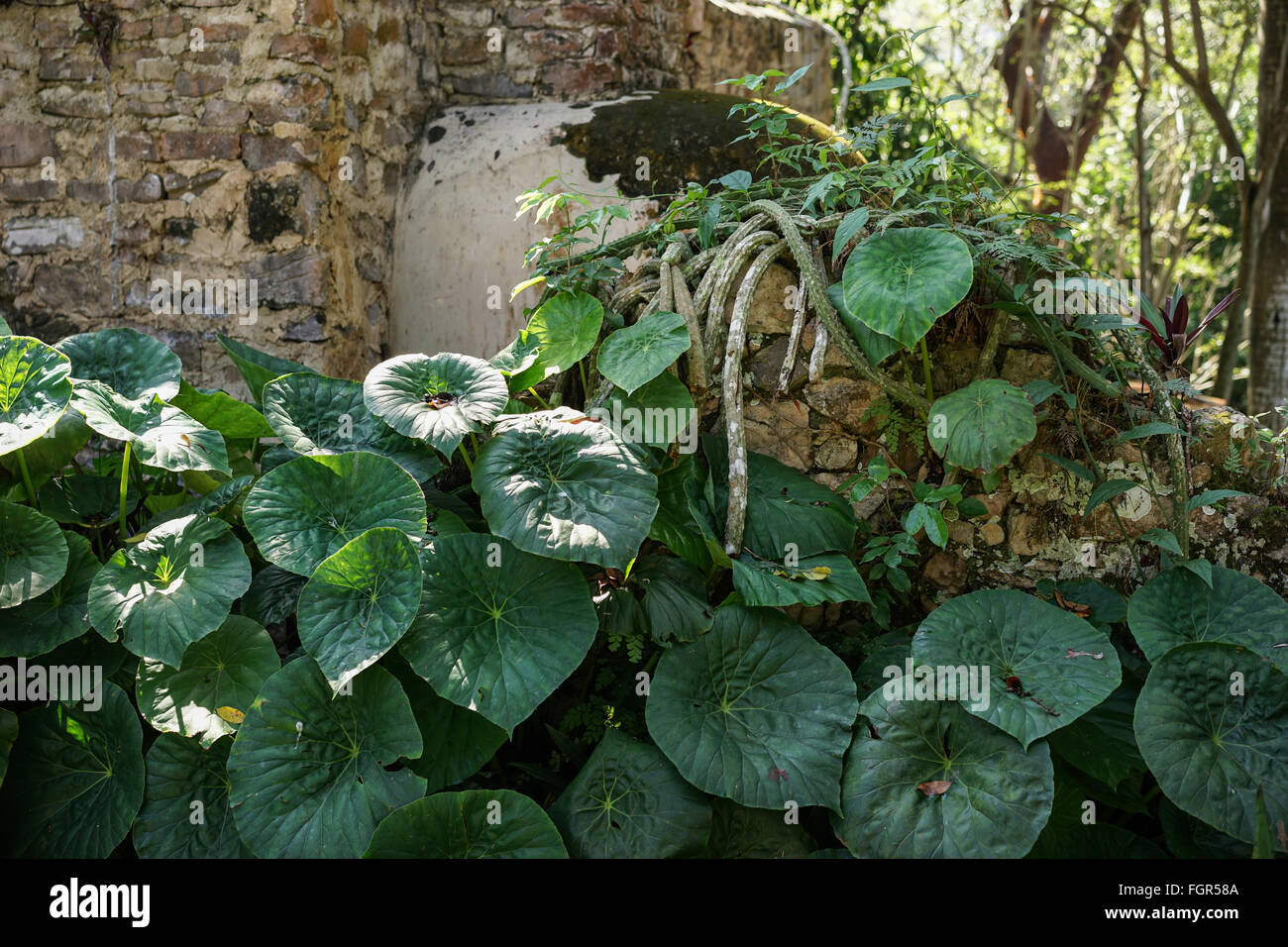 stone wall covered with plants in a tropical forest in Cuba Stock Photo