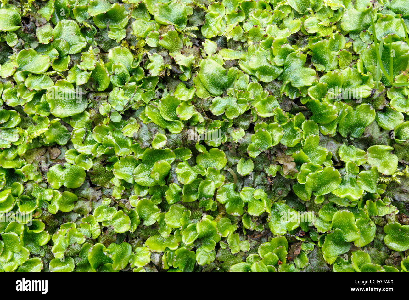 Great Scented Liverwort (Conocephalum conicum) growing on the bank of the river Usk near Llangynidr, Gwent, Wales, UK Stock Photo