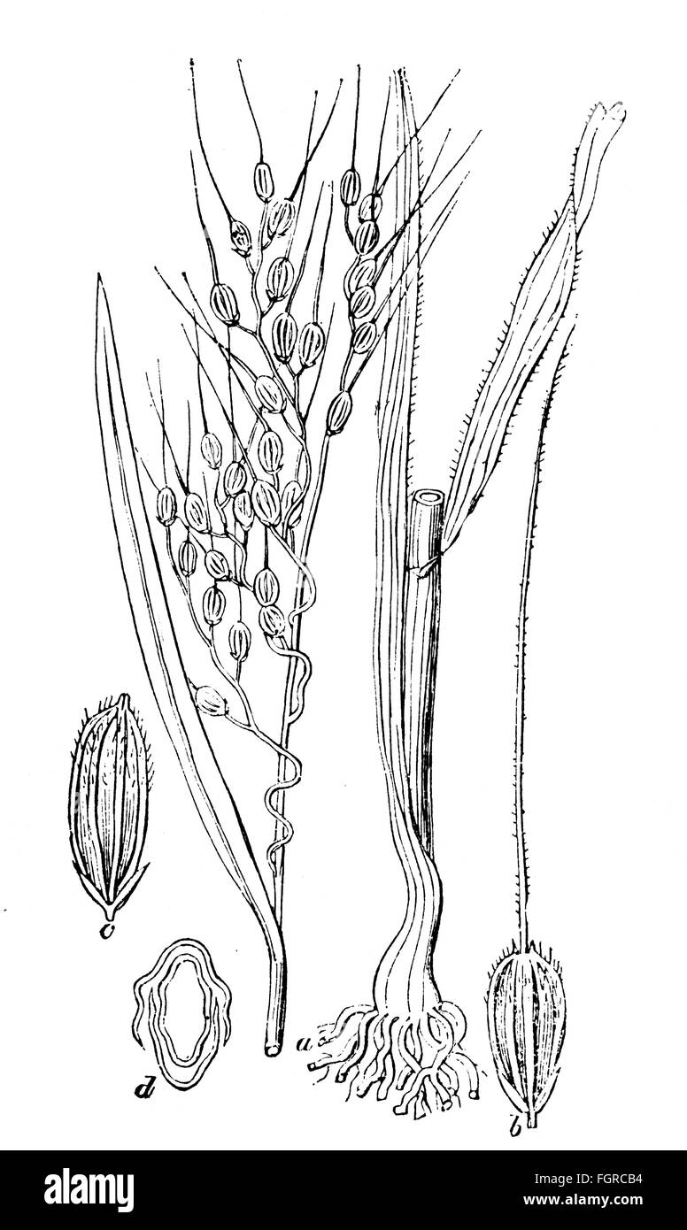 botany, fungus, ergot (Claviceps purpurea), development of the ergot, drawing, graphic, graphics, claviceps purpurea, ergot, sclerotium, medicine, medicines, poison, poisons, toxic substance, toxic substances, illness, illnesses, disease, diseases, sickness, sicknesses, pathogen, pathogenic germ, pathogenic agent, pathogens, pathogenic germs, pathogenic agents, ergotism, St. Anthony's fire, fungus, fungi, historic, historical, mycology, Additional-Rights-Clearences-Not Available Stock Photo