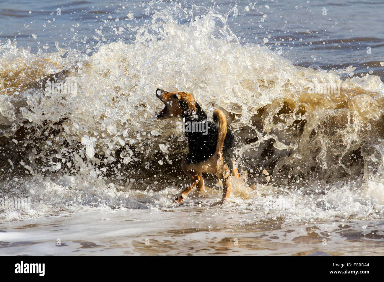 Dog barking at the waves on the beach, New Brighton, Wallasey, UK. 22nd