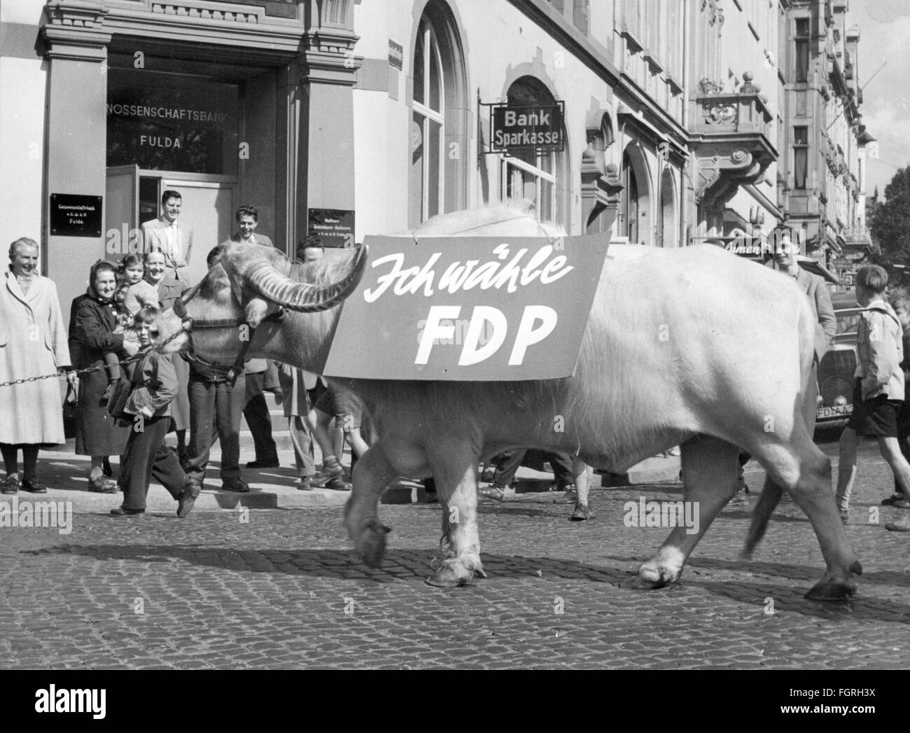 politics, elections, campaign for the Election to the Federal Diet 1957, animals of the circus Krone during the canvassing for the Free Democratic Party (Liberal Democratic Party), Fulda, 1957, water buffalo, water buffalos, advertising, Hesse, West Germany, Western Germany, people, spectator, spectators, domestic policy, home policy, 1950s, 50s, 20th century, politics, policy, elections, polls, election campaign, election campaigns, animals, animal, circus, circuses, crown, crowns, parties, political party, historic, historical, Additional-Rights-Clearences-Not Available Stock Photo