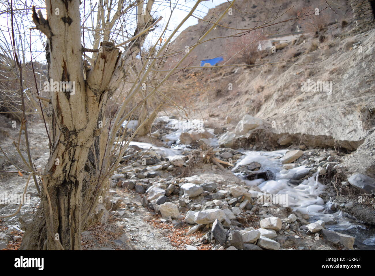 winter trees in neyrak, ladakh, india Stock Photo
