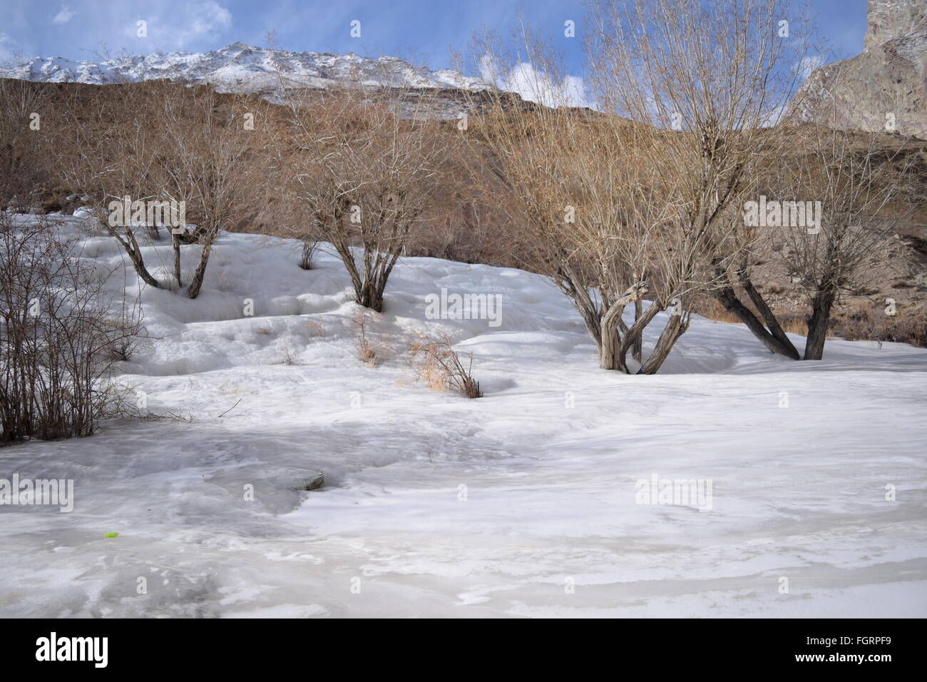 winter trees in neyrak, ladakh, india Stock Photo