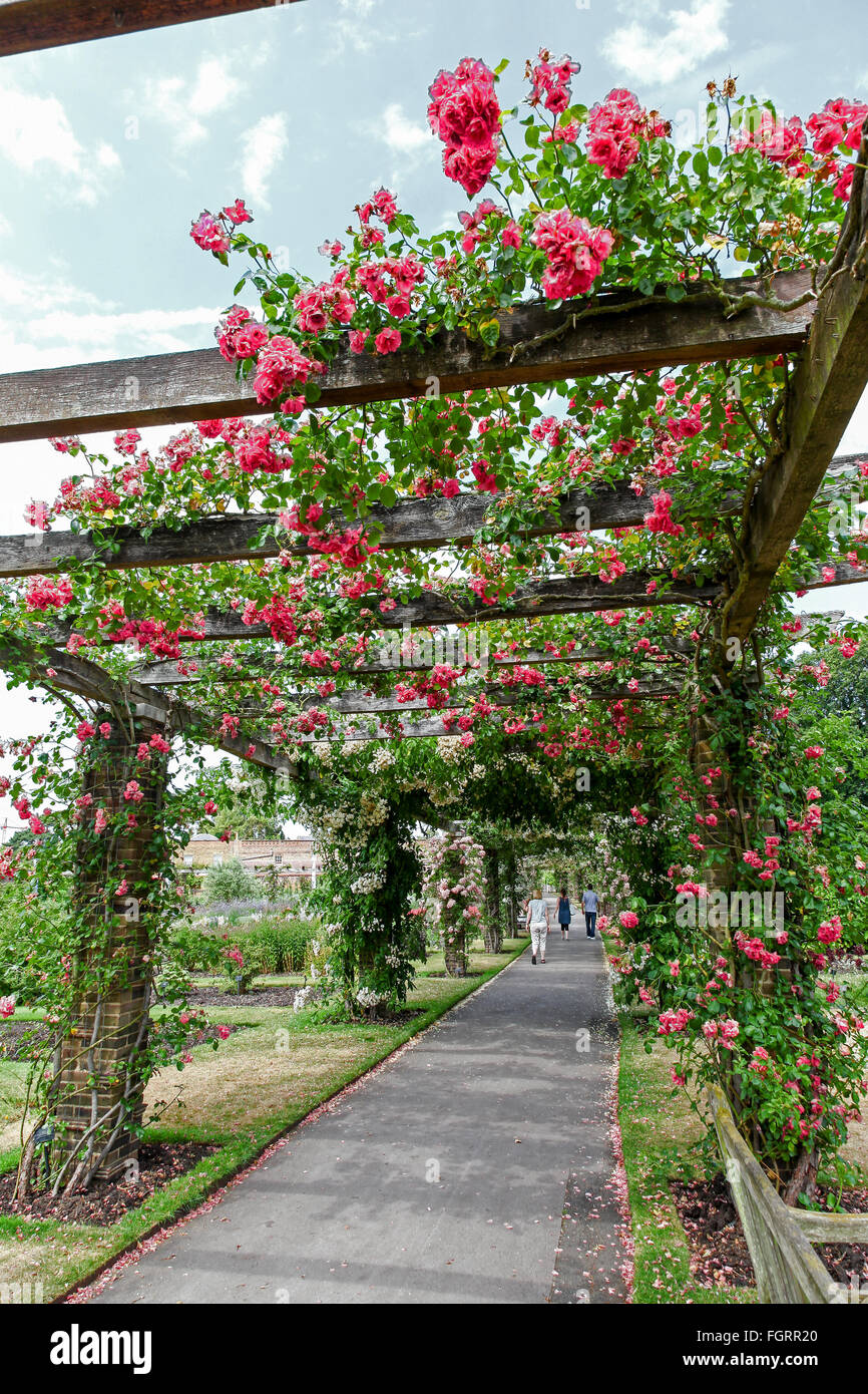 A Rose arbour or pergola at Kew Botanic gardens London England UK Stock Photo