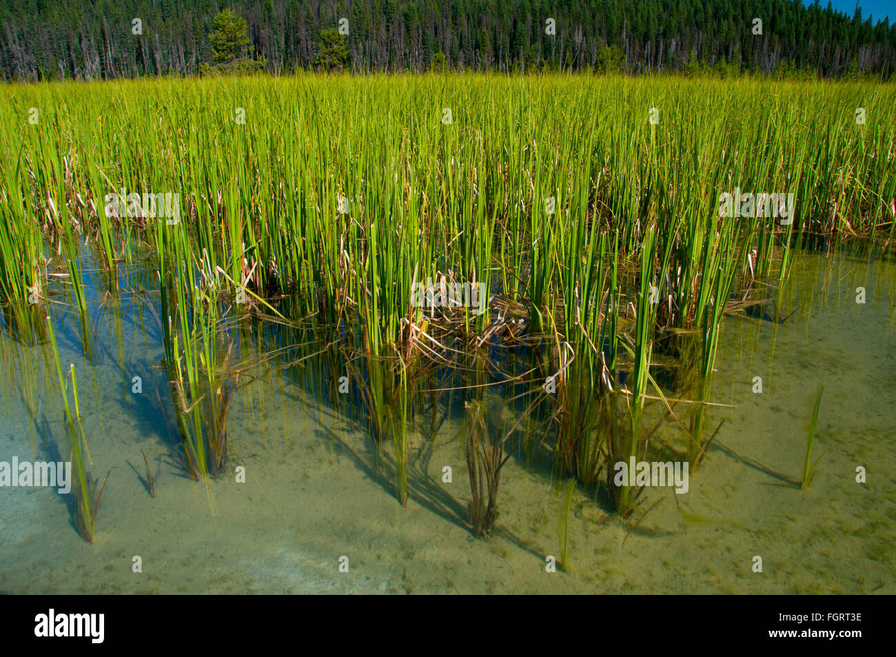 Hosmer Lake grasses, Cascade Lakes National Scenic Byway, Deschutes National Forest, Oregon Stock Photo