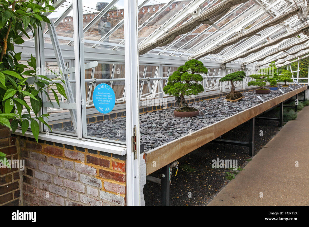 Bonsai Trees In A Greenhouse Or Hothouse At Kew Botanic Gardens London England Uk Stock Photo Alamy