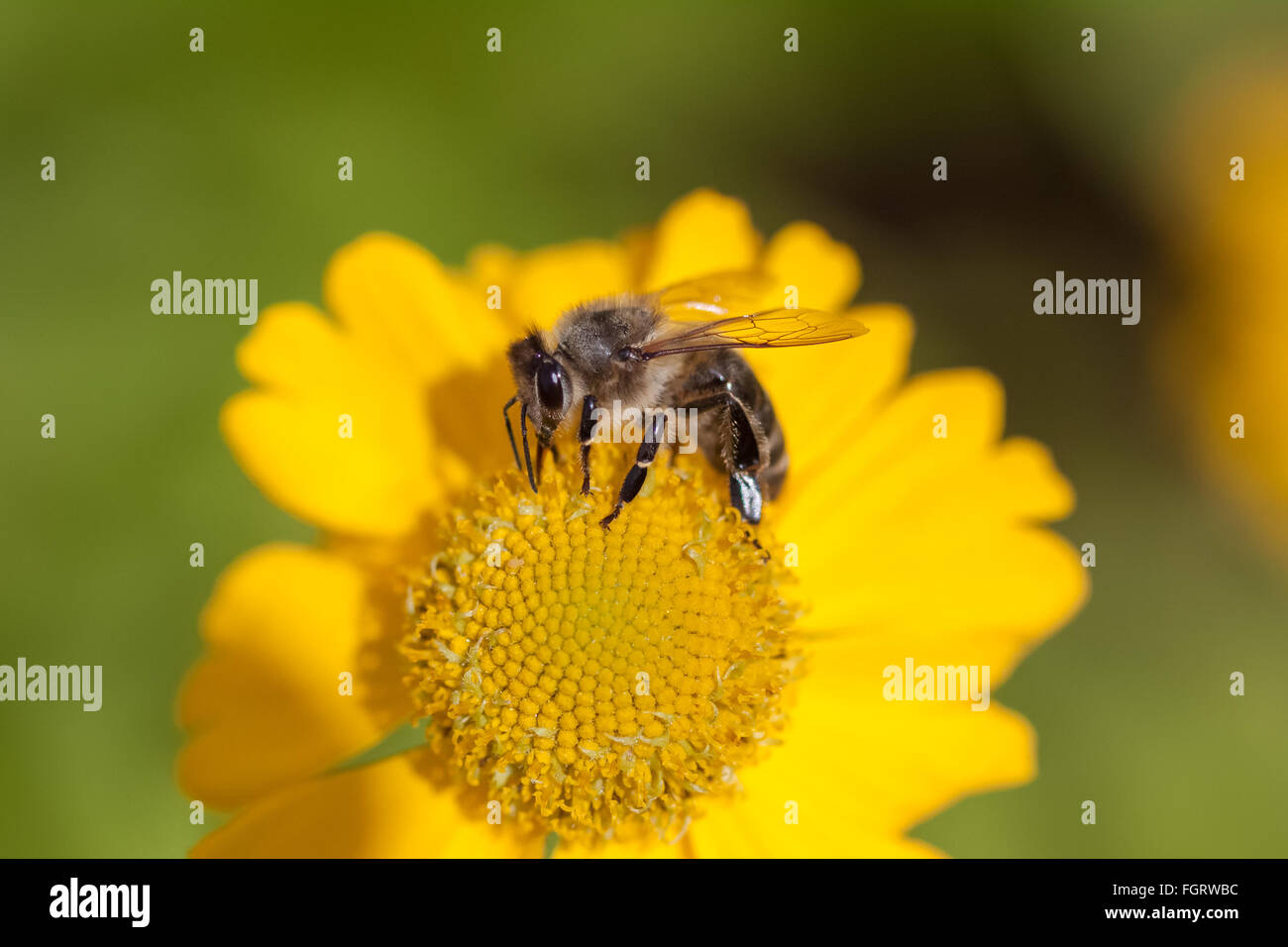 European honey bee hi-res stock photography and images - Alamy