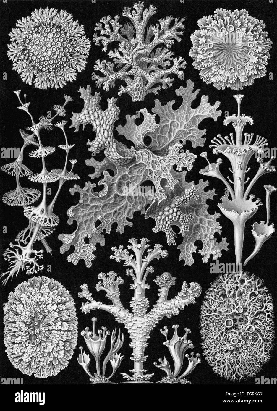 science, biology, Lichenes, Cladonia, lithograph, 'Artforms of Nature' ('Kunstformen der Natur') by Ernst Haeckel, 1899 - 1904, Additional-Rights-Clearences-Not Available Stock Photo