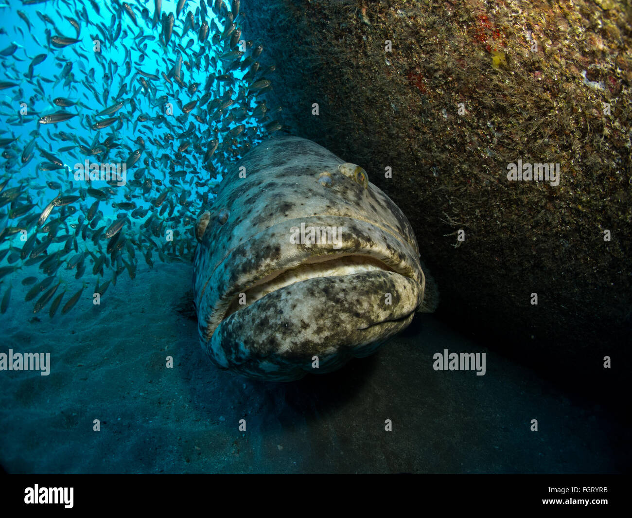 This image of a protected Goliath Grouper was shot offshore of Singer Island, Florida at the