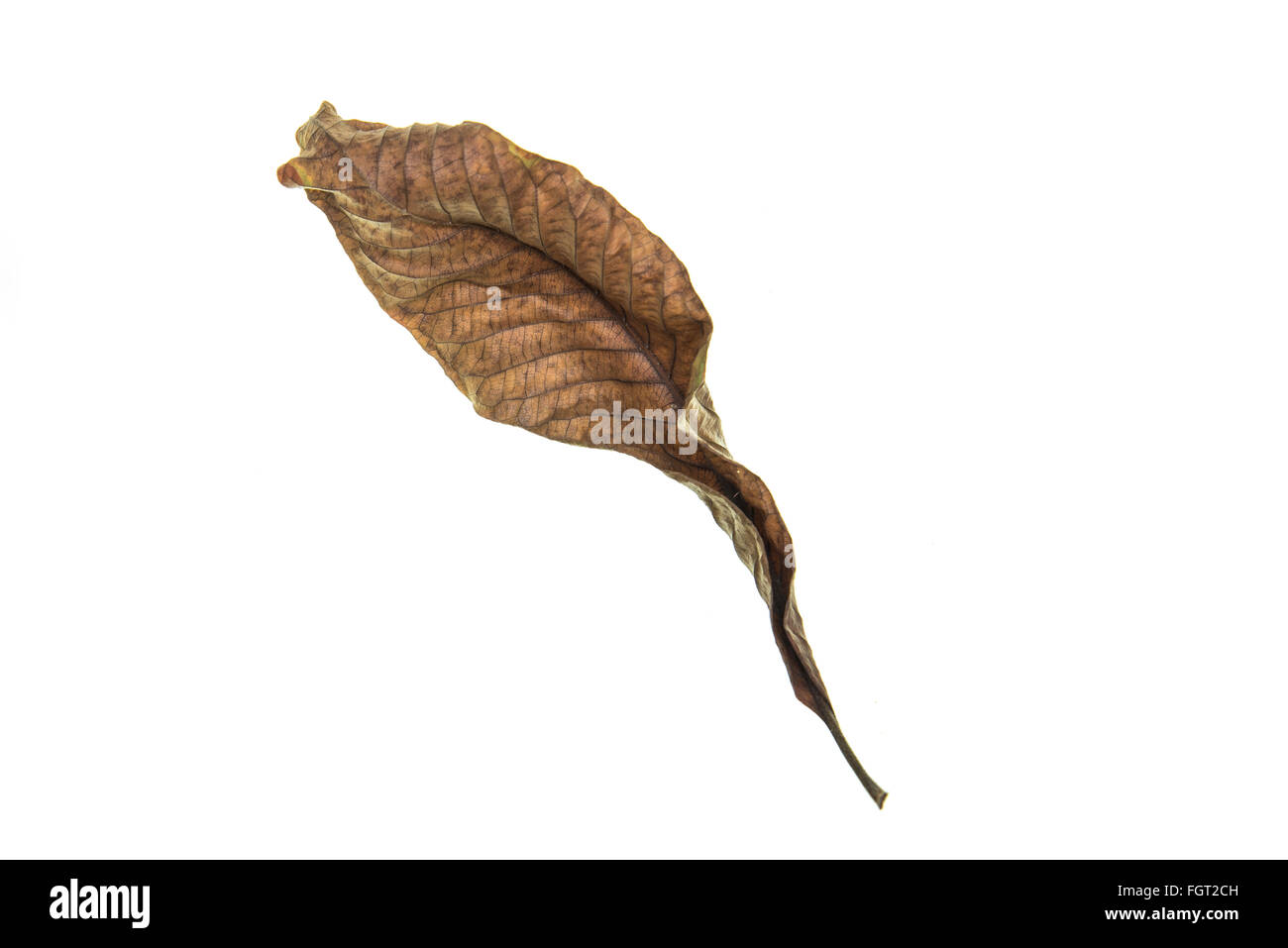 Dry leaf on white background Stock Photo