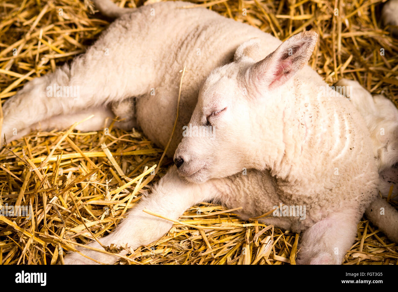Sleeping Lamb Stock Photos & Sleeping Lamb Stock Images Alamy