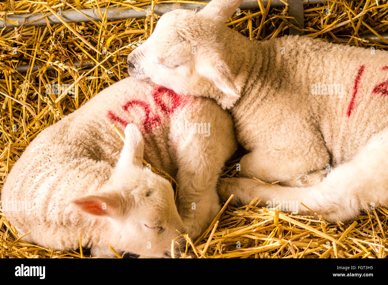 Newborn lambs hires stock photography and images Alamy