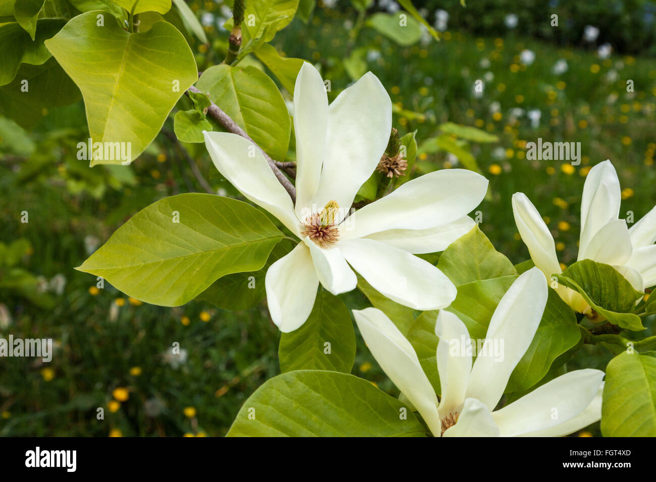 White flowers of a Magnolia stellata, sometimes called the star magnolia, Cheshire England UK United Kingdom GB Stock Photo