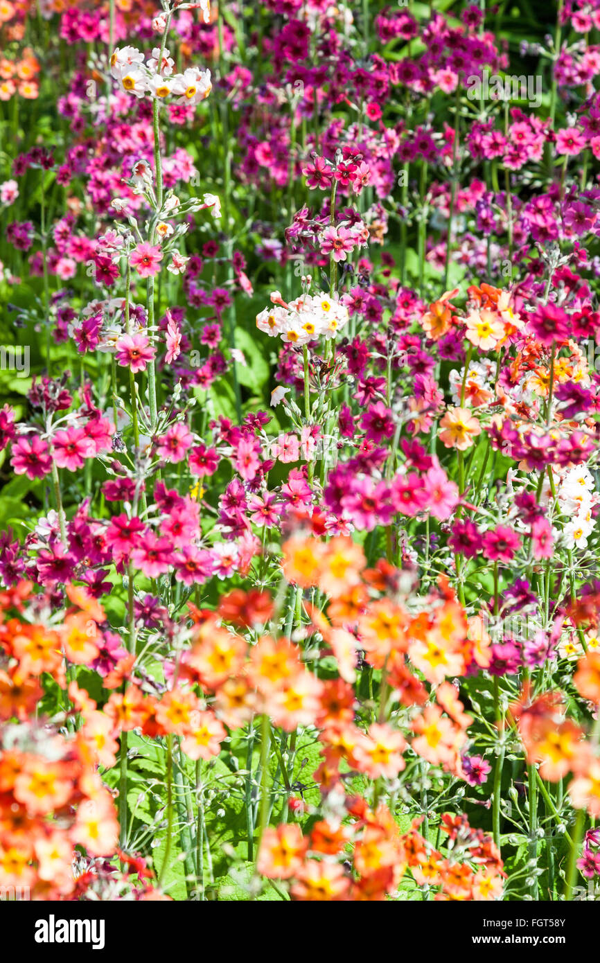 Colourful Flowers at Cholmondeley Castle  Cheshire England UK United Kingdom GB Stock Photo