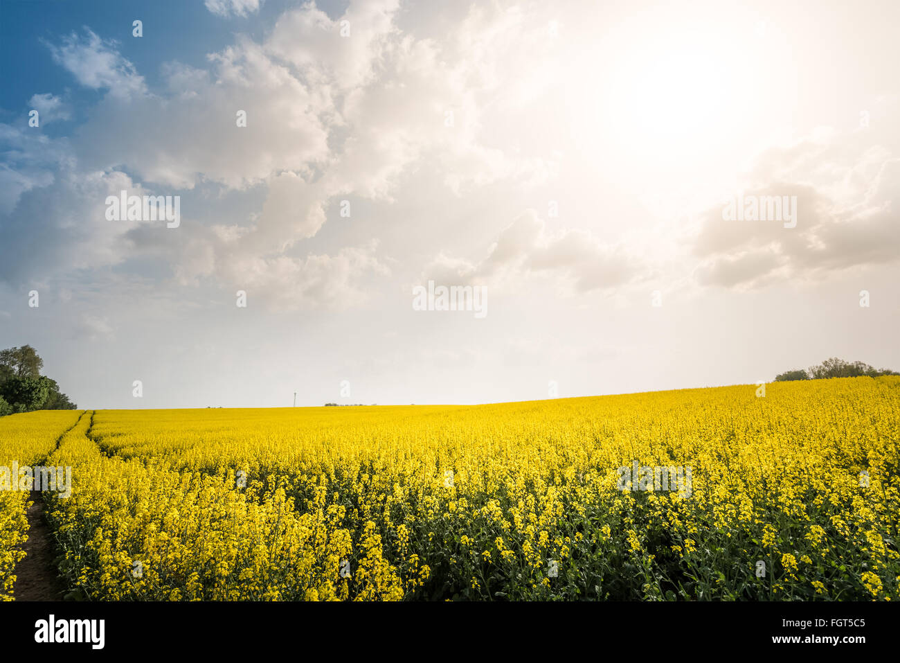 Sunset or sunrise over beautiful field with yellow flower. Blue sky and clouds in background. Dramatic scenery with sun glowing Stock Photo