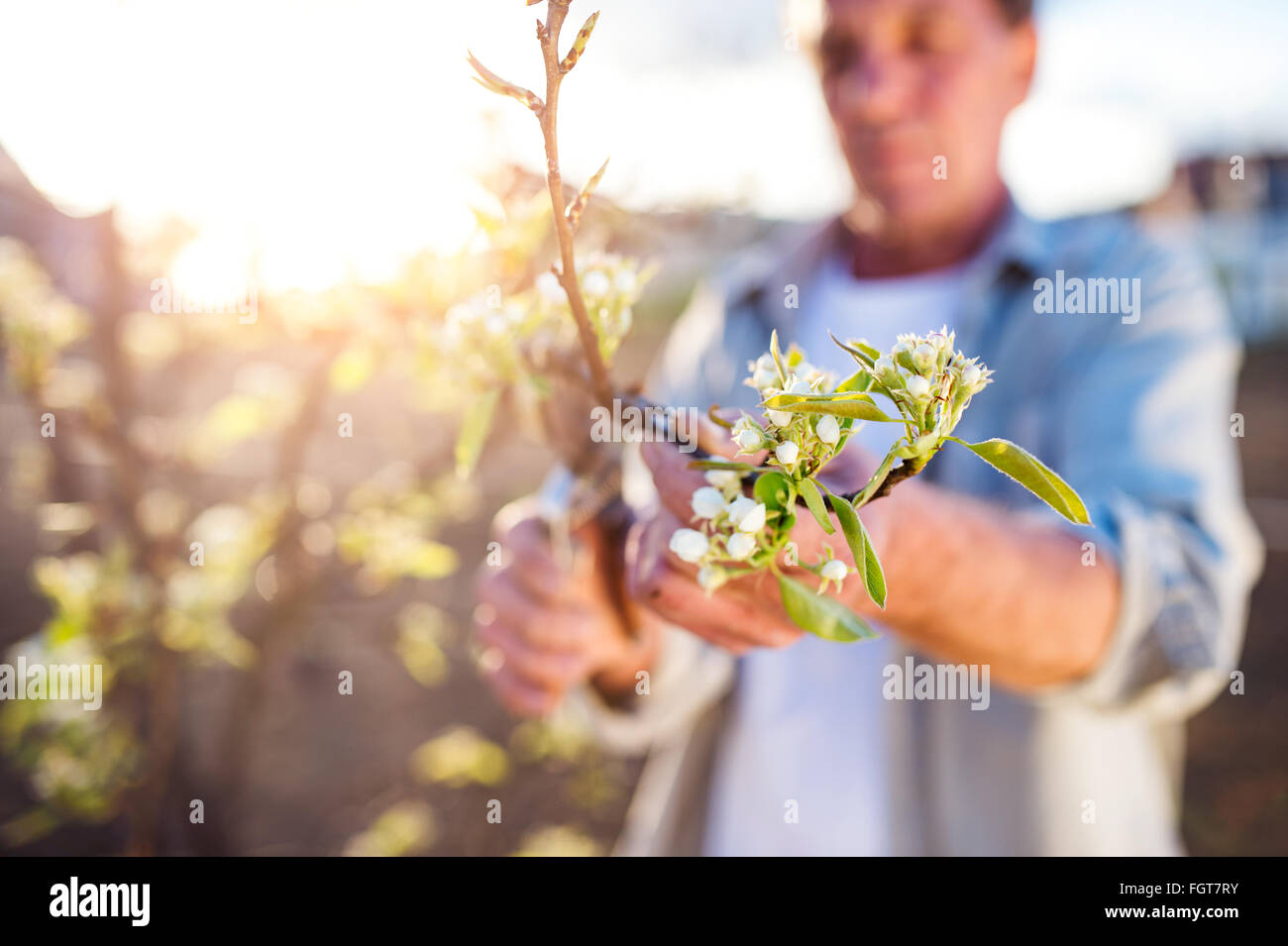 Pruning apple tree hi-res stock photography and images - Alamy