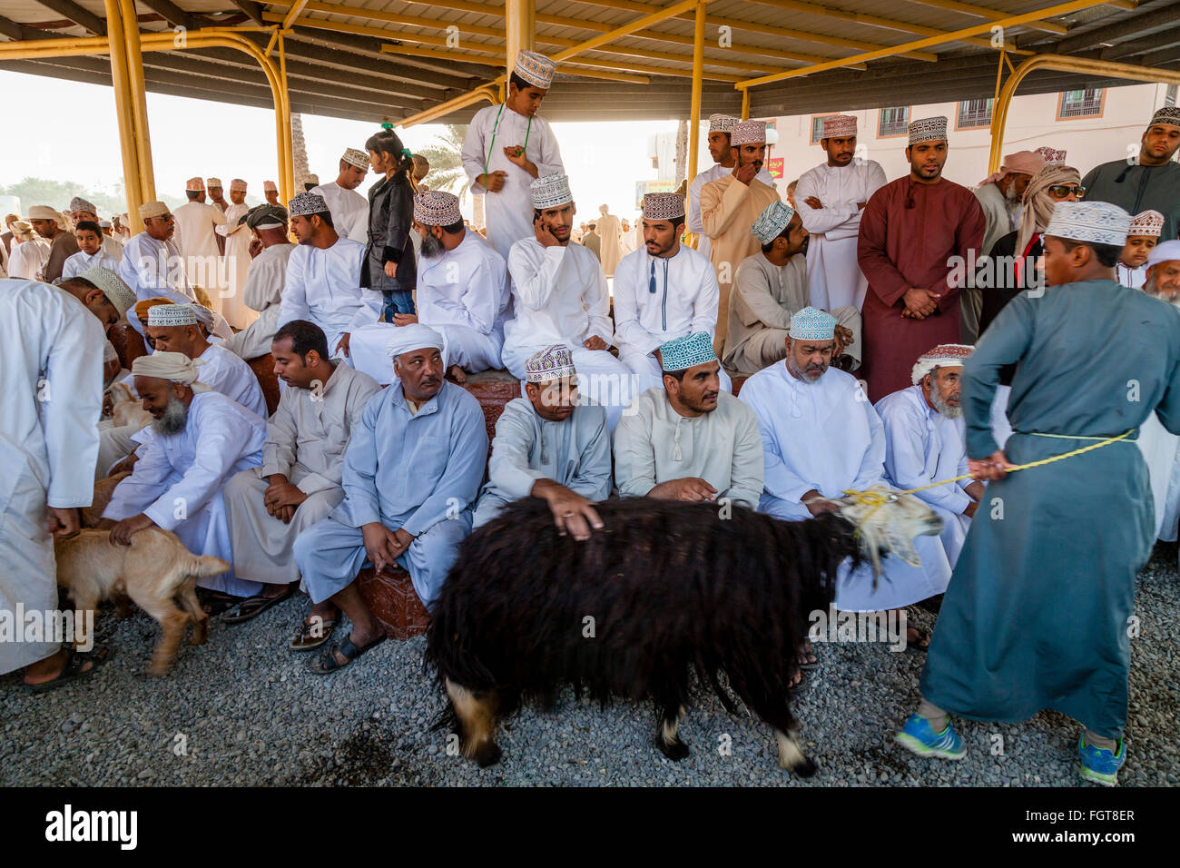 The Friday Livestock Market, Nizwa, Ad Dakhiliyah Region, Oman Stock