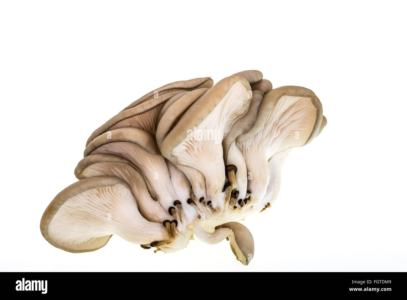 Oyster mushrooms on a white background Stock Photo - Alamy