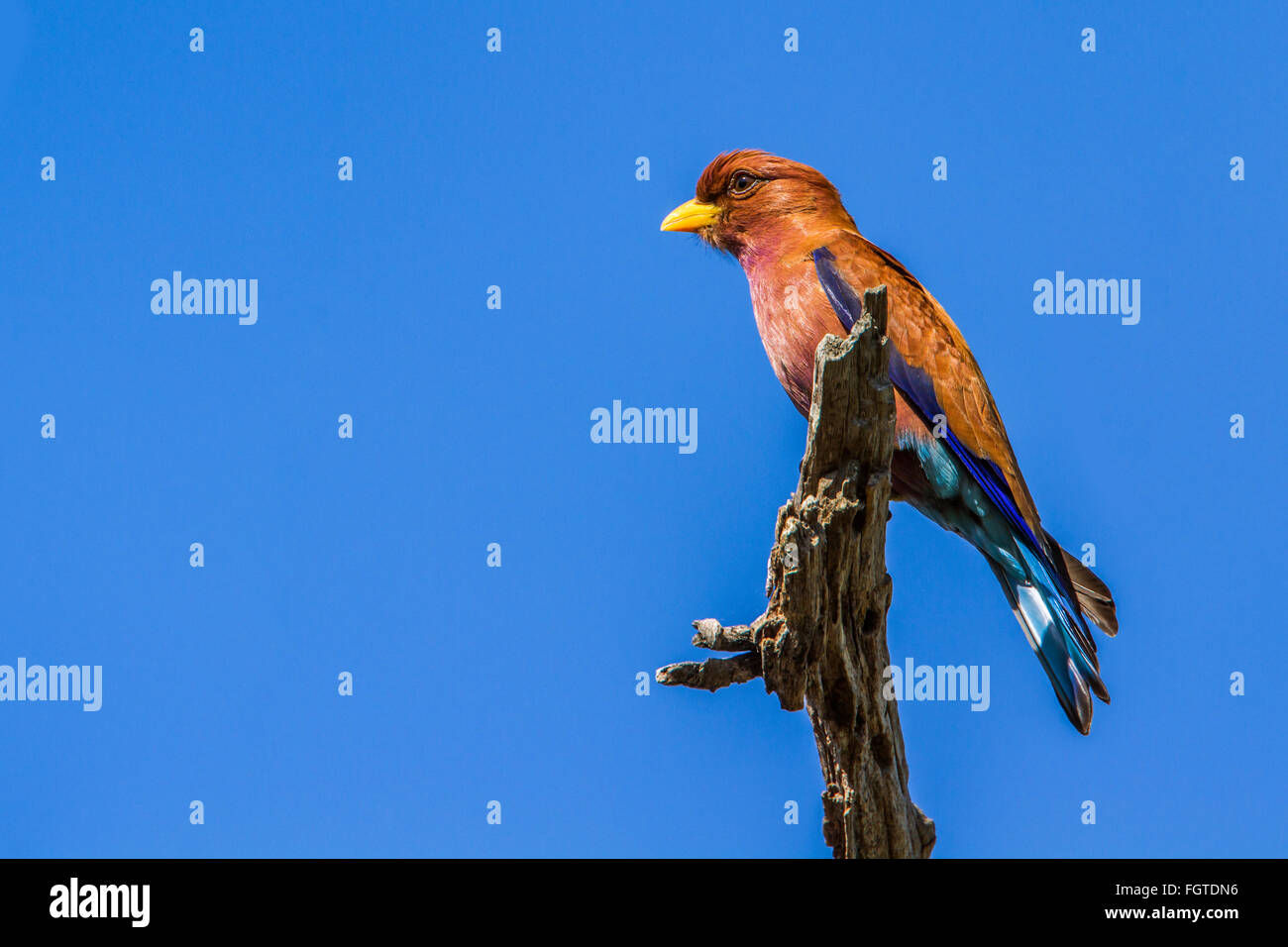 Broad-billed roller isolated in blue sky Specie Eurystomus glaucurus famiy of Coraciidae Stock Photo