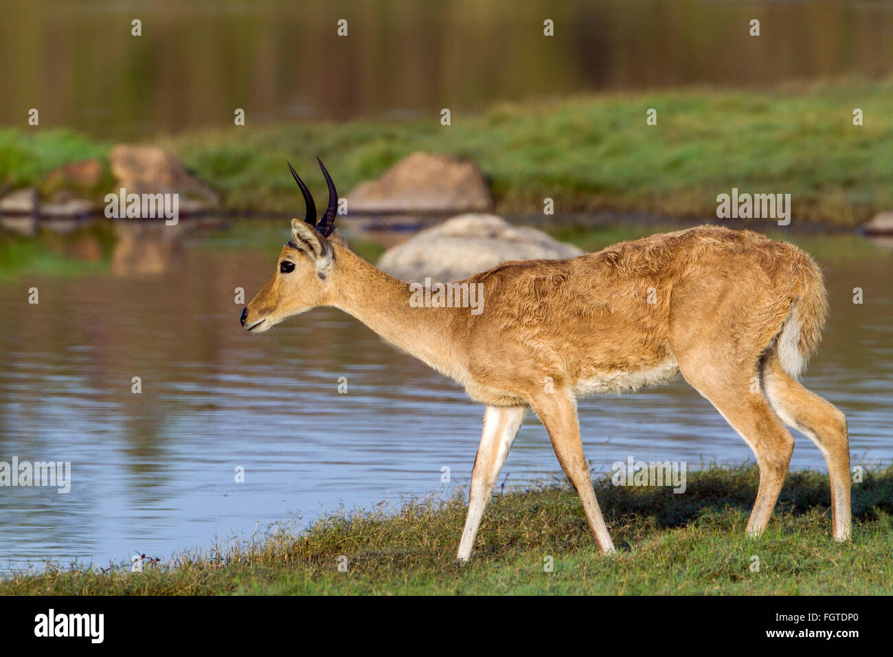 Reedbuck mozambique hi-res stock photography and images - Alamy