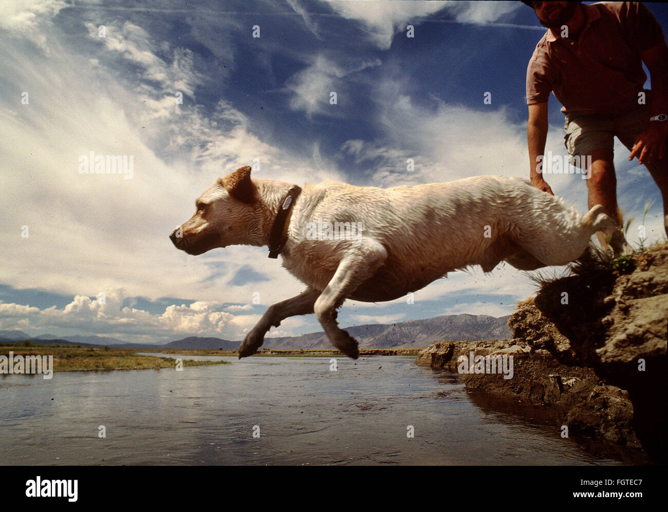 When Did The St Johns Water Dog Go Extinct