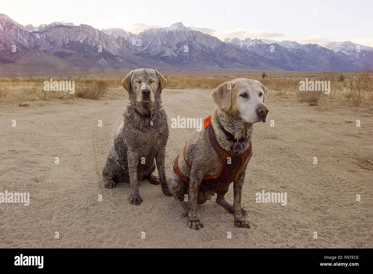 Feb. 22, 2016 - Lone Pine, California, U.S - The Labrador retriever is America's most popular dog breed for the 25th consecutive year, the American Kennel Club announced Monday. FILE 2000  Teddy and Aja rest after a hard day of pheasant hunting at a ranch in Lone Pine. Spring fed bogs made for muddy dogs. Photographer Jebb Harris has been living with Labradors for over 25 years. (Credit Image: © Jebb Harris via ZUMA Wire) Stock Photo