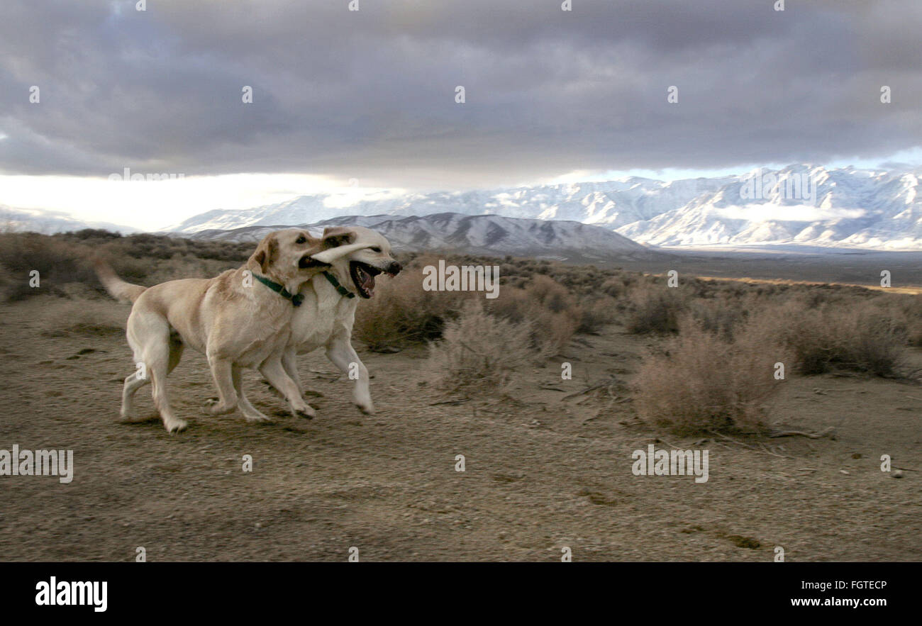 Feb. 22, 2016 - Lone Pine, California, U.S - The Labrador retriever is America's most popular dog breed for the 25th consecutive year, the American Kennel Club announced Monday. FILE  2008 Scout playfully clamps on to Teddy's jowls as they run along the Owens River in the Eastern Sierra. Photographer Jebb Harris has been living with Labradors for over 25 years. (Credit Image: © Jebb Harris via ZUMA Wire) Stock Photo