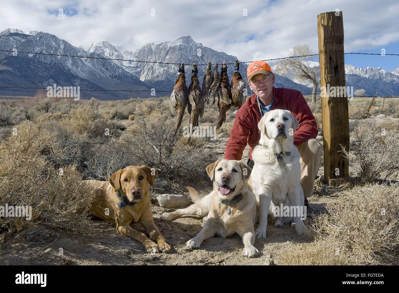 Feb. 22, 2016 - Lone Pine, California, U.S - The Labrador retriever is America's most popular dog breed for the 25th consecutive year, the American Kennel Club announced Monday. FILE 2013  Roxy, Scout, Teddy and fellow hunter NICHOLAS STADDON pose with the day's harvest of pheasants at a Lone Pine ranch. Roxy, the fox-red rescue Lab may have the best nose for game of them all. Photographer Jebb Harris has been living with Labradors for over 25 years. (Credit Image: © Jebb Harris via ZUMA Wire) Stock Photo