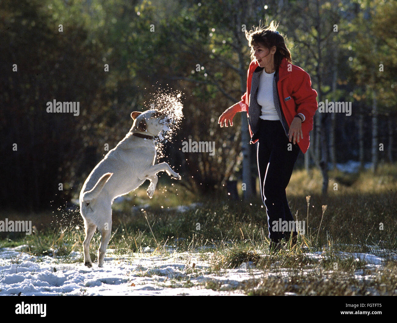 Feb. 22, 2016 - Mono County, California, U.S - The Labrador retriever is America's most popular dog breed for the 25th consecutive year, the American Kennel Club announced Monday. FILE 1991  Buck leaps up to catch a snowballs he plays in the snow with Cindy Roberts in a campground in the Eastern Sierra. Photographer Jebb Harris has been living with Labradors for over 25 years. (Credit Image: © Jebb Harris via ZUMA Wire) Stock Photo