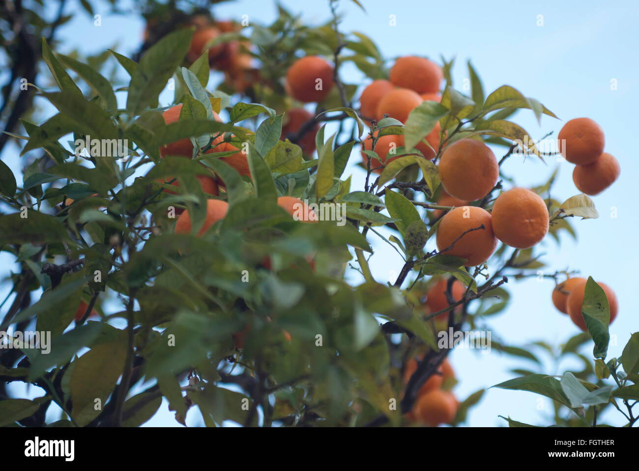 France Lemons Festival in Menton Stock Photo Alamy