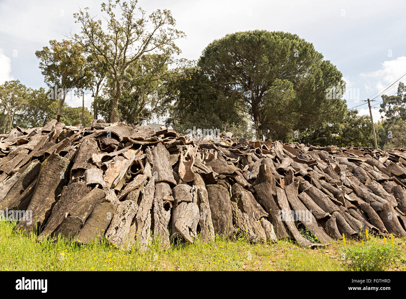Cork oak harvest, Monchique, Algarve, Portugal Stock Photo