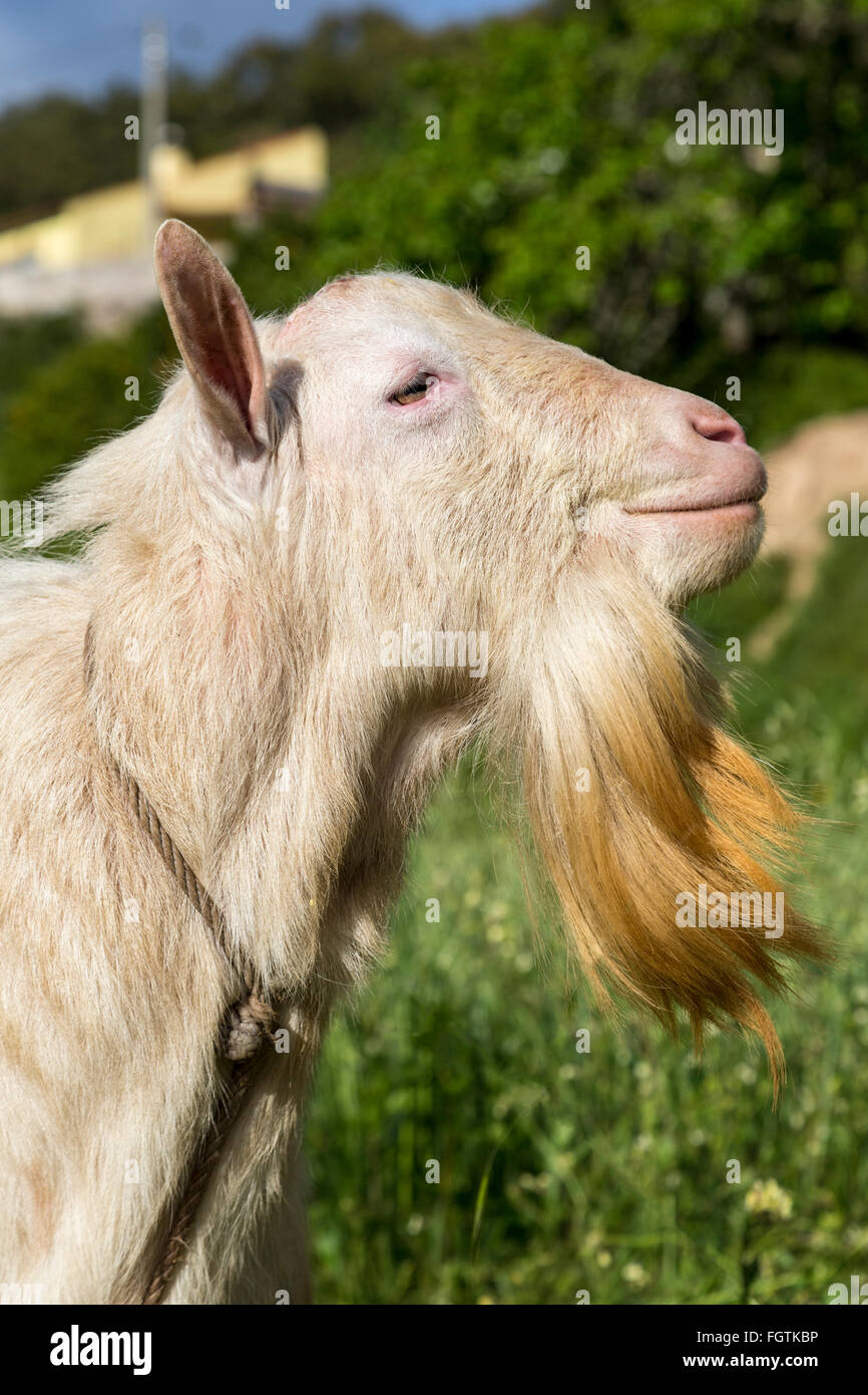 Billy goat, Cruz dos Madeiros, Algarve, Portugal Stock Photo