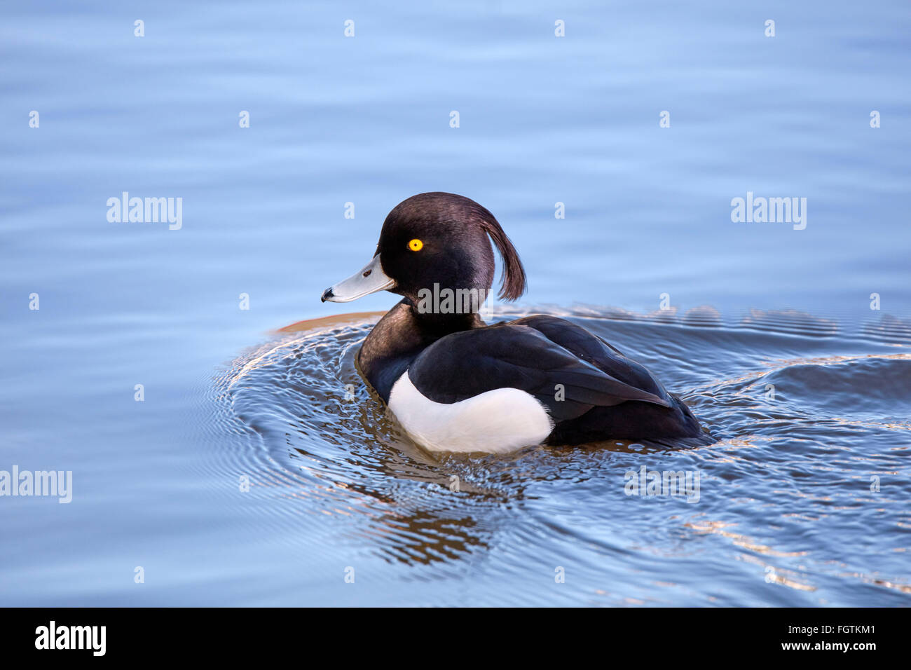 Tufted Duck male. River Thames, West Molesey, Surrey, England. Stock Photo
