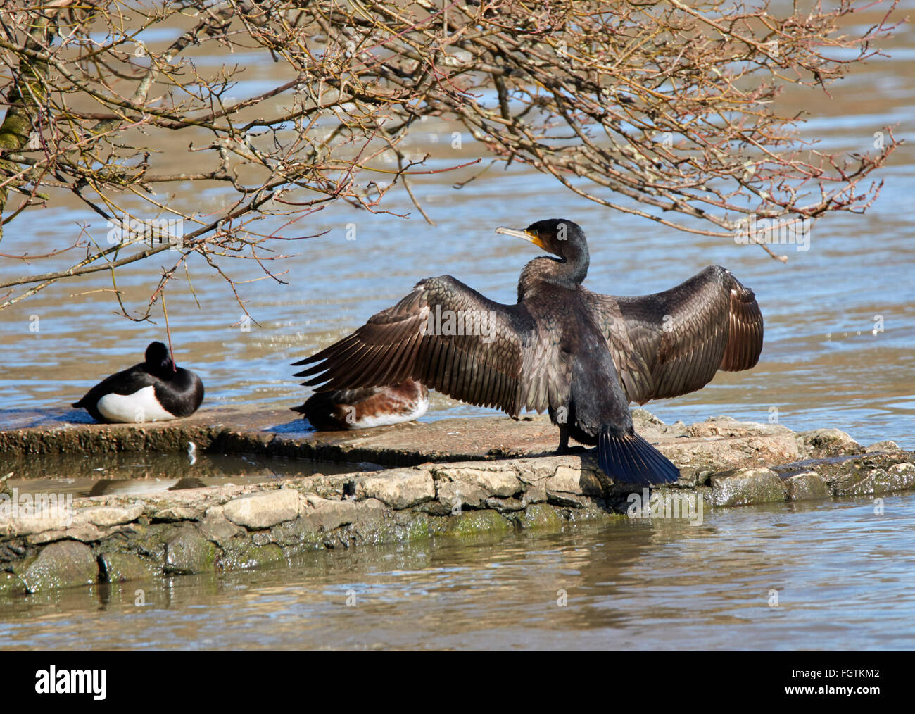 Cormorant drying its wings. Ducks' Ait, West Molesey, Surrey, England