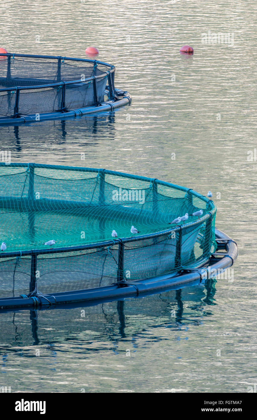 Cage fish farming hi-res stock photography and images - Page 11 - Alamy