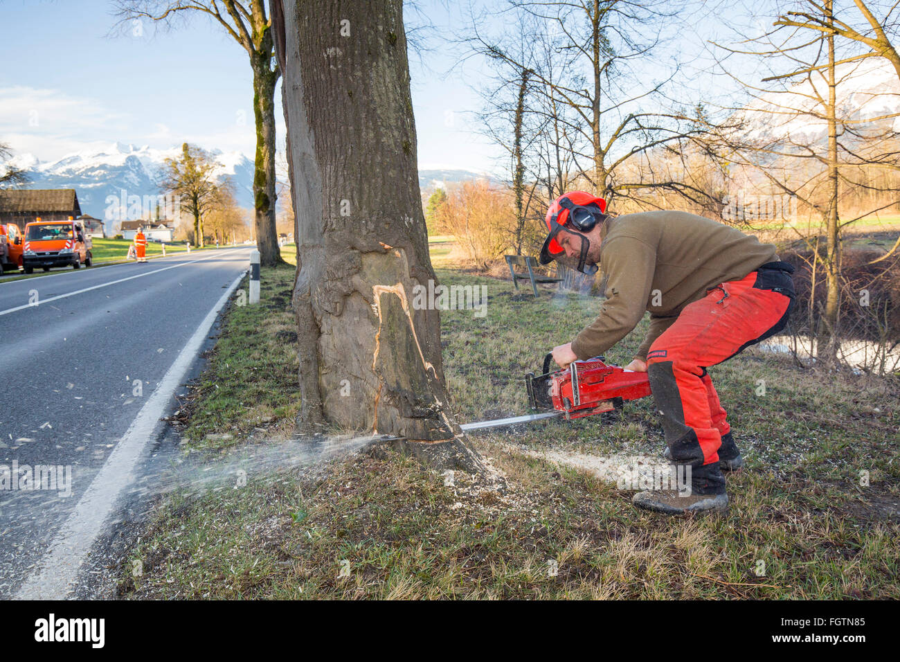 Cutting down  a tree, felling a tree along a road, Baum fällen entlang einer Strasse. Entlang der Landstrasse zwischen Gamprin u Stock Photo