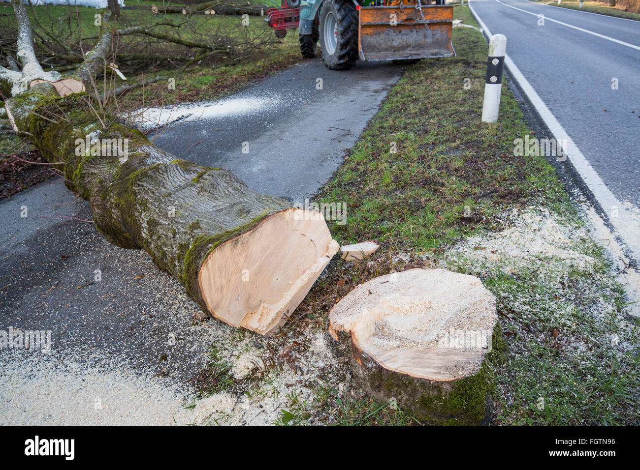 Cutting down a tree, felling a tree along a road, Baum fällen, Baumstamm, tree trunk Stock Photo
