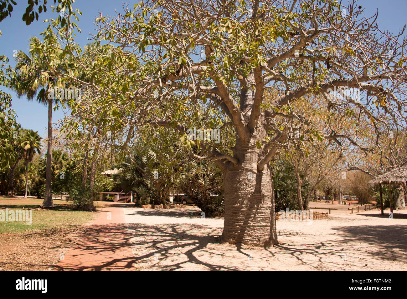 The Boab tree is found only in the Western Australia Kimberley region. It is used as food, medicine, shelter, for art work and e Stock Photo