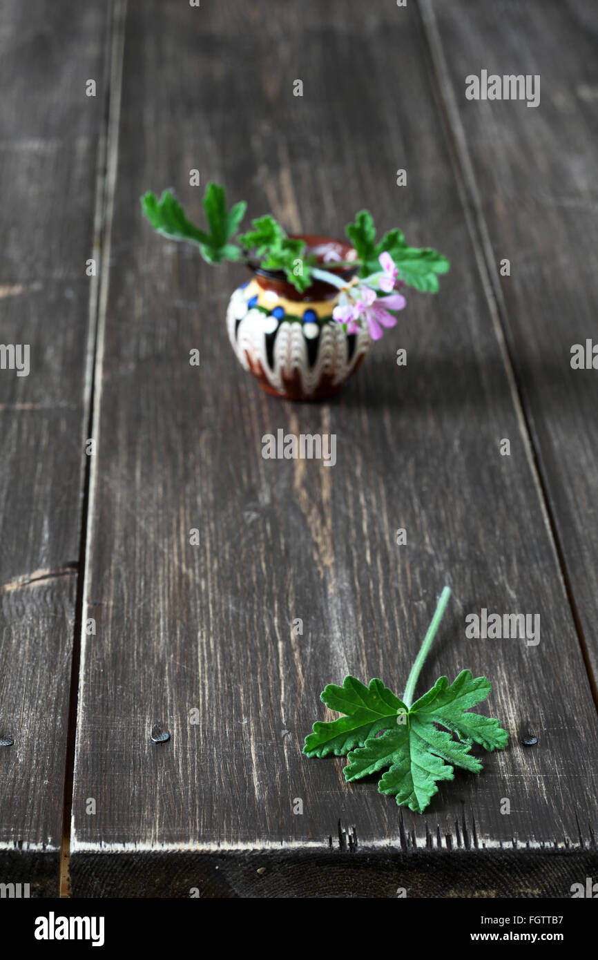 geranium leafs herb edible flower Stock Photo Alamy