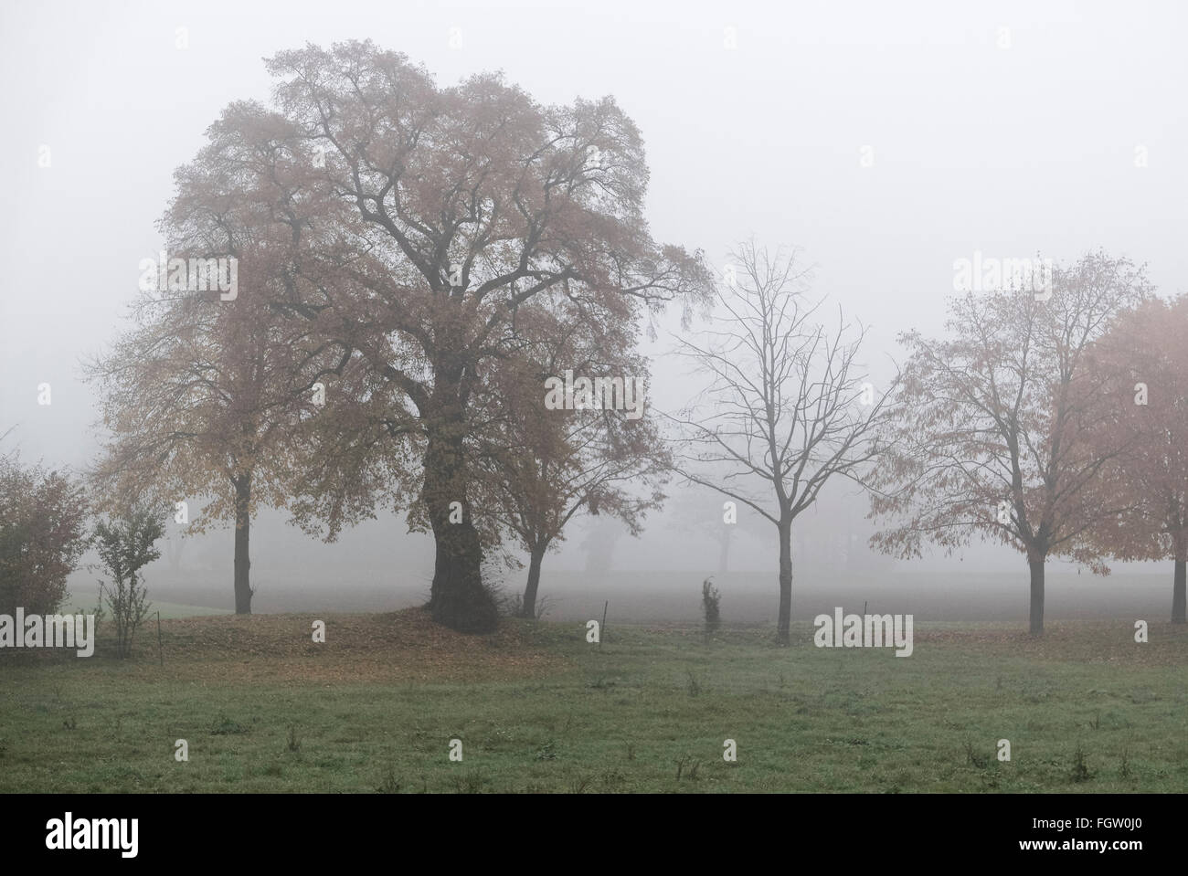 old tree, trees, autumn, fog, Lorsch, Rhine valley, Hessen, Germany Stock Photo