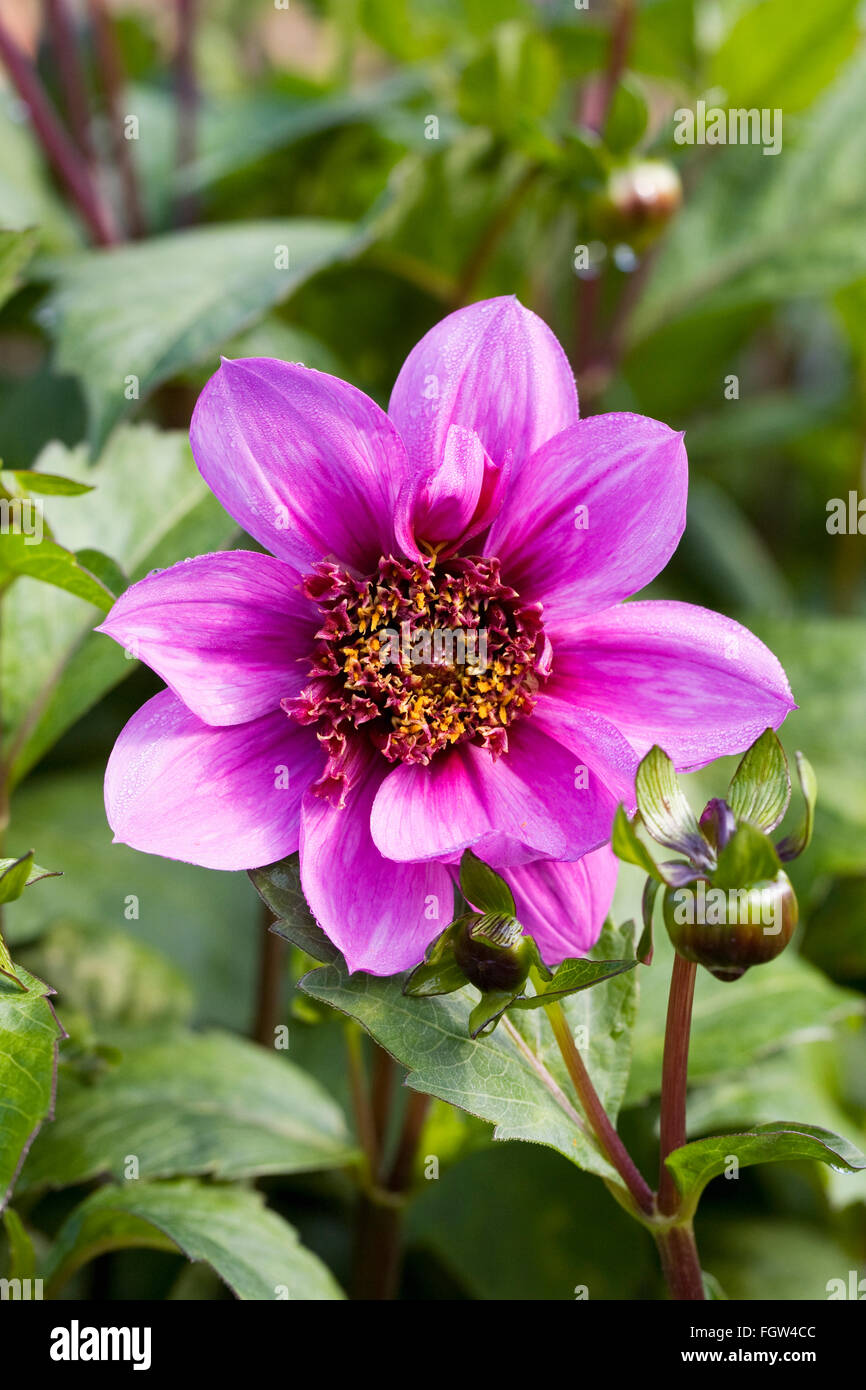 Dahlia 'Bayou' flower. Stock Photo