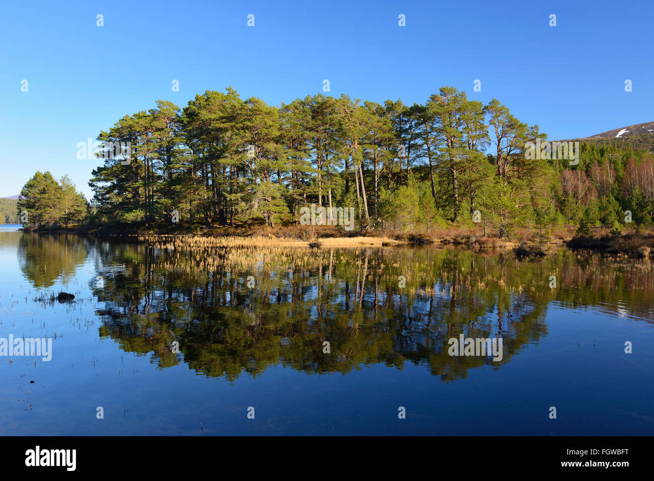 Scots pine forest on banks of Loch an Eilein, Rothiemurchus Estate, Scottish Highlands, UK Stock Photo