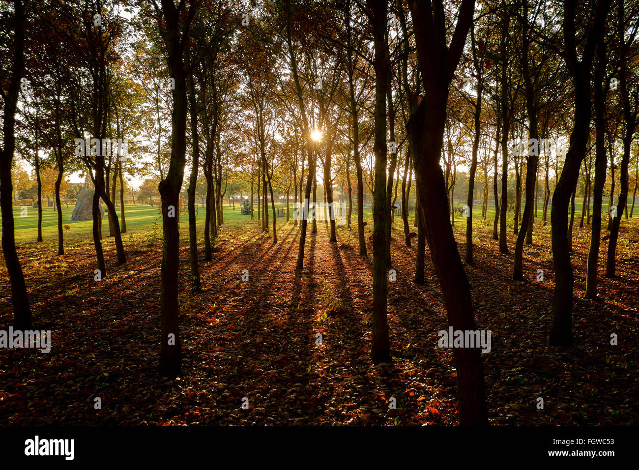 Sunlight through trees hi-res stock photography and images - Alamy