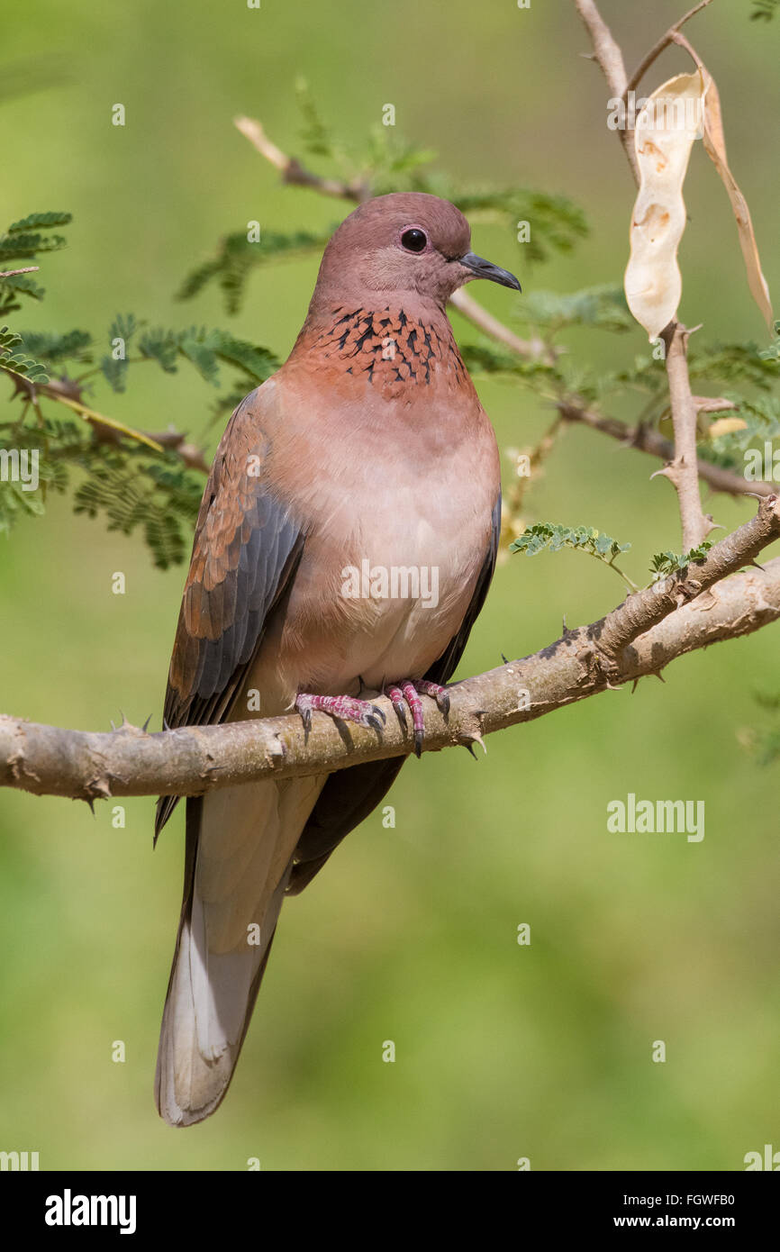 Laughing Dove (Streptopelia senegalensis), adult perched on a branch, Ayn Razat, Dhofar, Oman Stock Photo